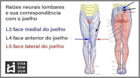 inervacao-lombar-do-joelho-vivasemdor