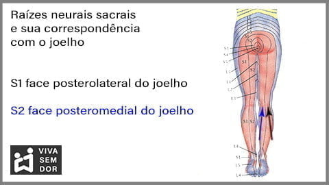 inervacao-sacral-do-joelho-vivasemdor