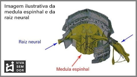 medula-espinhal-e-raiz-neural-e-a-dor-no-joelho-vivasemdor